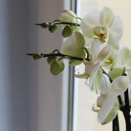 Comeback Апартаменты